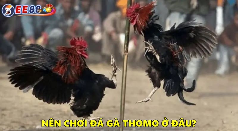 Chiến thuật chơi đá gà Thomo luôn thắng