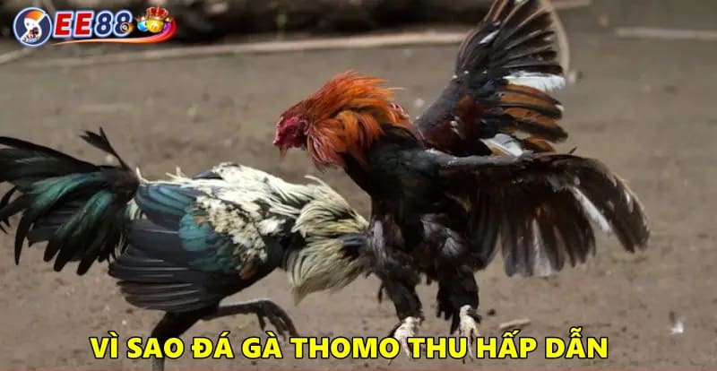 Vì sao đá gà Thomo hấp dẫn?